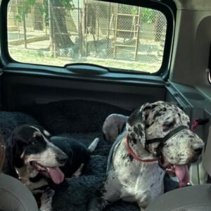 Transporte y eventos