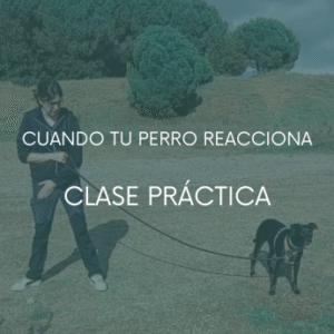 Cuando tu perro reacciona - Clase práctica