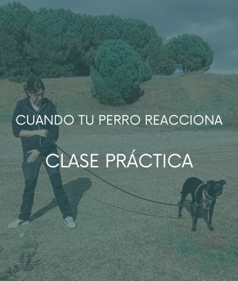 Cuando mi perro reacciona – Clase práctica
