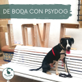 BODA CON PSYDOG